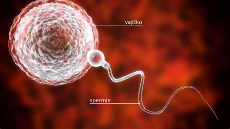 Vizualizácia životnosti spermií a vajíčka