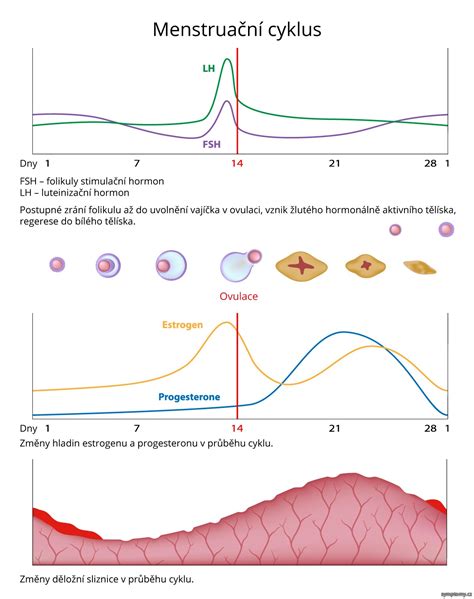 obrázok znázorňujúci ženský hormonálny cyklus