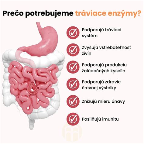 Grafické znázornenie tráviacich enzýmov