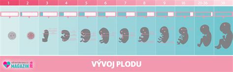 Vývoj prstových odtlačkov u plodu