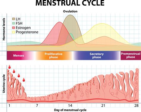 Infografika zobrazujúca hladinu LH počas menštruačného cyklu.