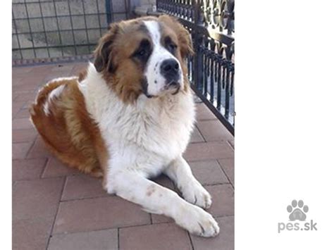 Moskovský strážny pes