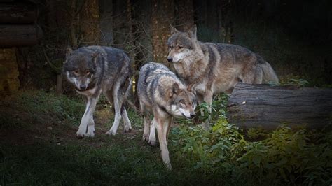 Hierarchia vo svorke