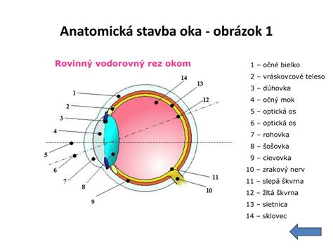 Schéma ľudského oka s označenými časťami ako rohovka a dúhovka
