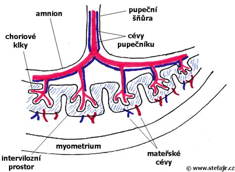 Anatomická stavba placenty