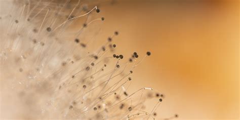 Ilustrácia mikroskopickej plesne