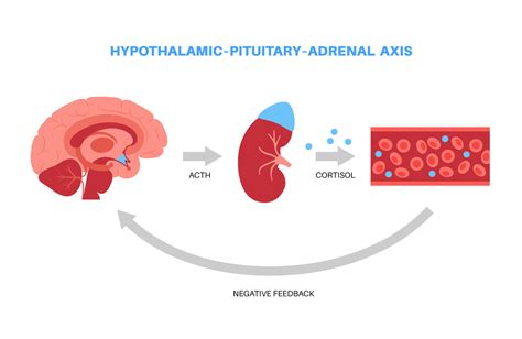 Schéma hormonálnej osi hypotalamus-hypofýza-gonády