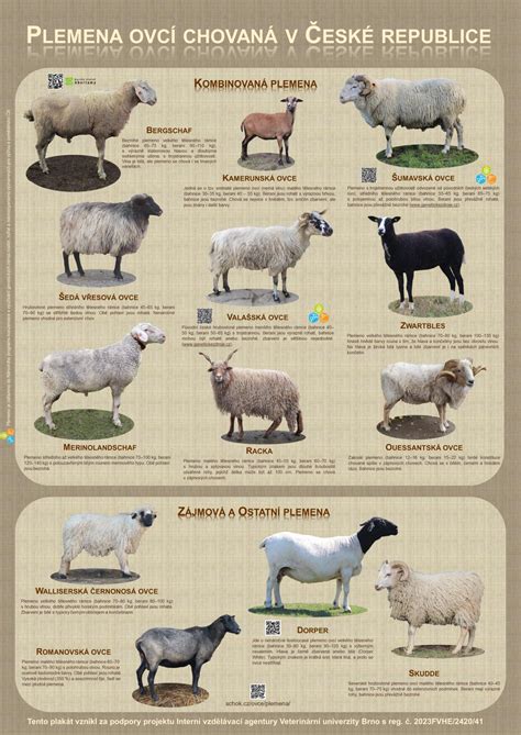 Ilustrácia ovce plemena Hampshire