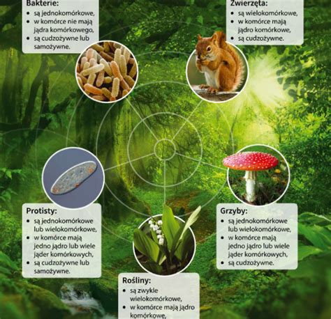 Infografika o reprodukčnom cykle králika