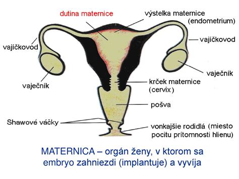 schéma vplyvu chemoterapie na plodnosť muža