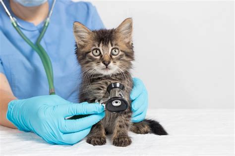 veterinár vykonávajúci kastráciu mačky