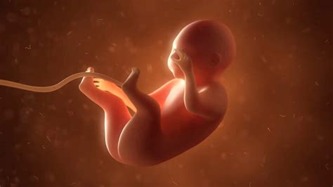 Štruktúra ľudského embrya