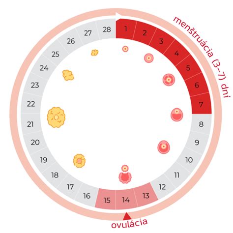 Implantačné okno počas menštruačného cyklu