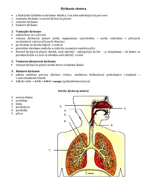 Ilustrácia prípravy na pôrod s dôrazom na dýchanie a relaxáciu