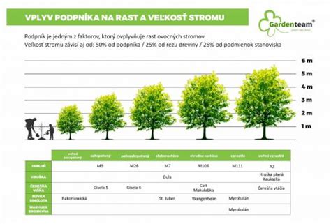 Porovnanie rastu jedinca a dvojčiat