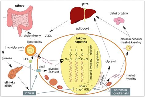 Schéma metabolických zmien pri hypokalcémii