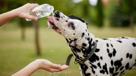 Veterinárna starostlivosť o psa