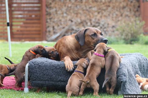pripravená pôrodná debnička pre ridgebacka