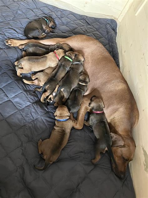 novonarodené šteniatka ridgebacka s matkou