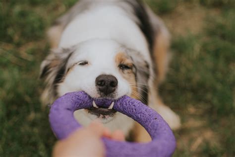 Pes hrajúci sa s plniacou hračkou