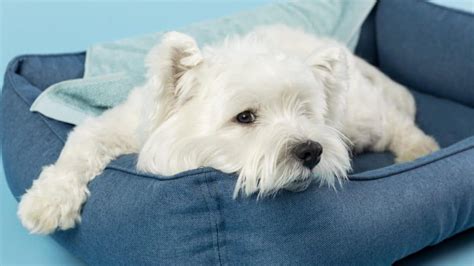 Pes spí v pohodlnom pelechu