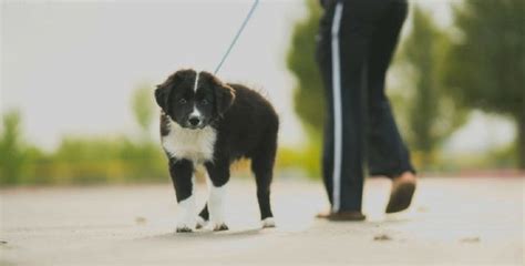 Pes s majiteľom na prechádzke