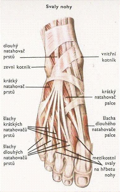 Anatomia klenby chodidla