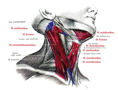 Anatomia krku sval kývač hlavy