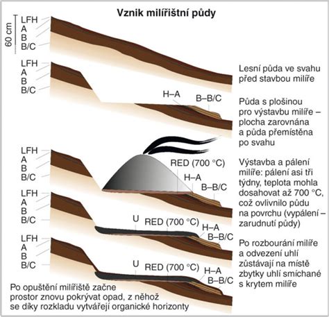 Schéma vzniku potničiek v dôsledku upchatých potných žliaz