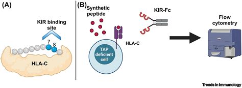 Schematické znázornenie interakcie HLA-C a KIR receptorov