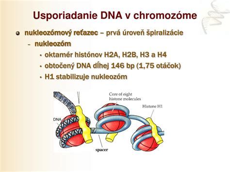 Vizualizácia chromozómov a DNA