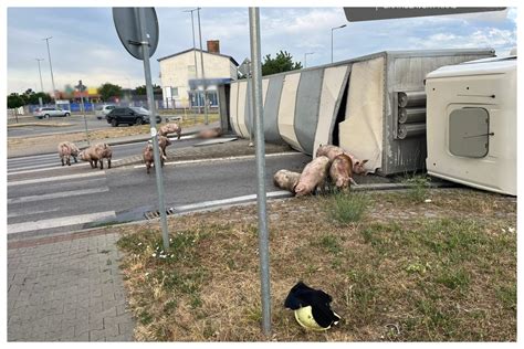 Chlapec hrajúci sa v blízkosti ohrady s ošípanými