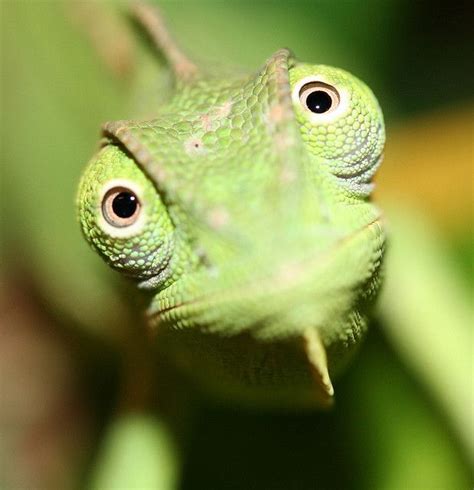Rôzne druhy chameleónov