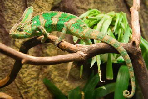 Chameleón v teráriu