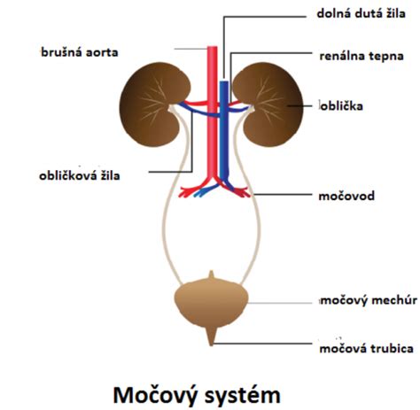 Infografika zobrazujúca močový systém a jeho funkcie