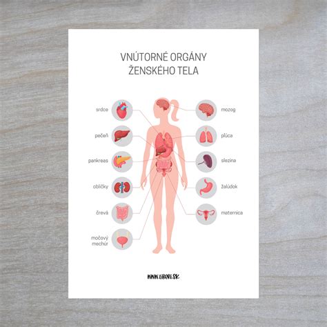 Ilustrácia detského brucha s vyznačenými orgánmi