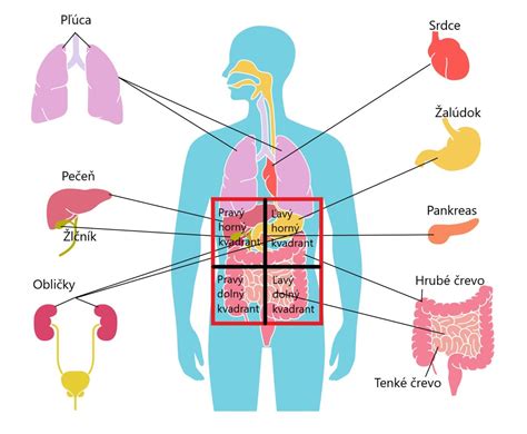 Mapa brušnej dutiny s vyznačenými orgánmi