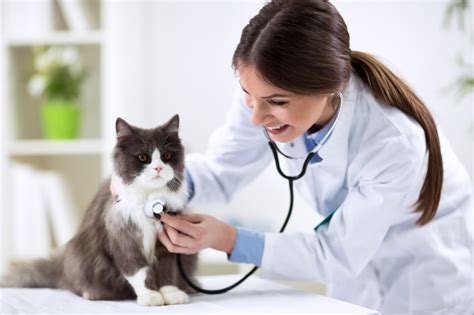veterinár vyšetruje mačiatko