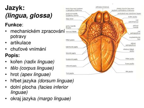 Ankyloglossia - skrátená uzdička jazyka