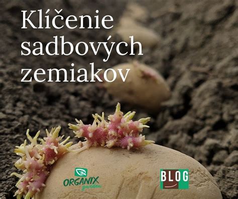 proces kopcovania zemiakov
