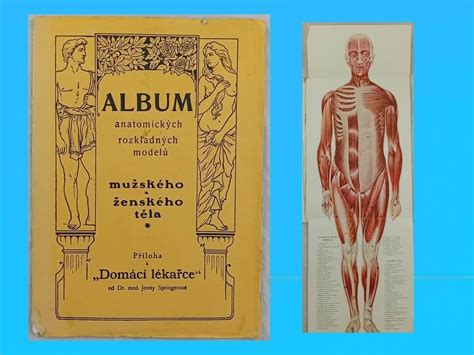 Ilustrácia ženského a mužského reprodukčného systému