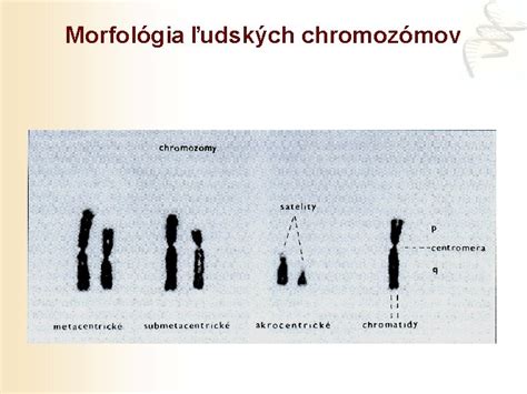 Ilustrácia ľudských chromozómov