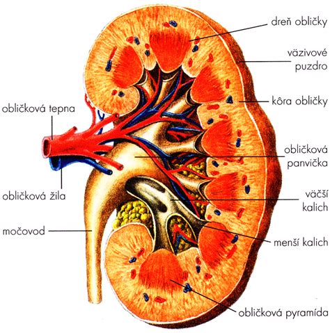 Anatómia obličky s cystami