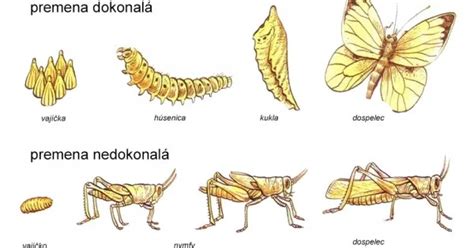 Vývojové štádiá stavby králikárne