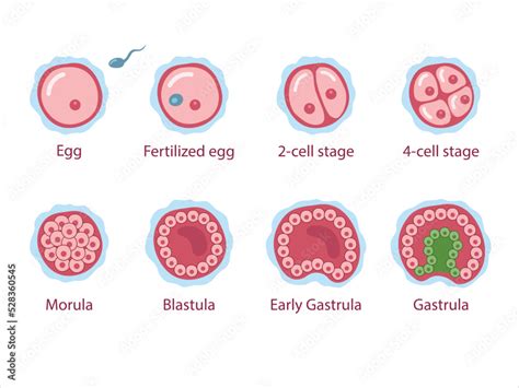Štádiá vývinu embrya: zygota, morula, blastocysta