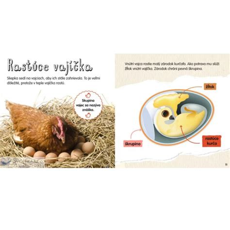 Ilustrácia detského príkrmu z vajca