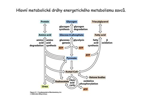Graf metabolických ukazovateľov kráv