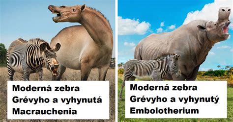 Porovnanie mláďat nidikolných a nidifúgnych druhov