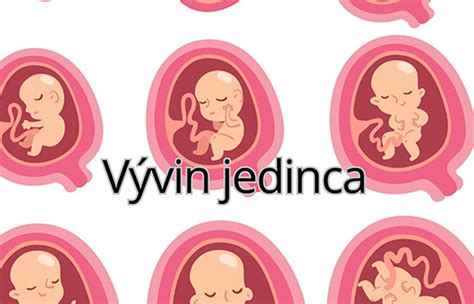 Infografika o vplyve oxytocínu na vývin dieťaťa