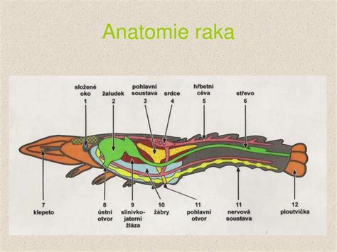 Schematické znázornenie anatómie raka riečneho